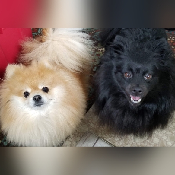 Meet your Posher, Roxanne - Picture 1 of 4